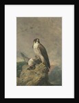 Peregrine and Teal by Archibald Thorburn