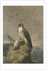 Peregrine and Teal by Archibald Thorburn