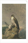 Peregrine and Teal by Archibald Thorburn