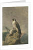 Peregrine and Teal by Archibald Thorburn