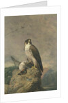 Peregrine and Teal by Archibald Thorburn