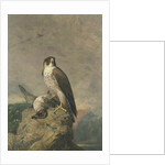 Peregrine and Teal by Archibald Thorburn