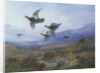 Grouse Taking Flight by Archibald Thorburn