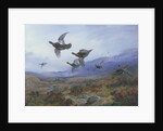 Grouse Taking Flight by Archibald Thorburn
