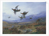 Grouse Taking Flight by Archibald Thorburn