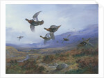 Grouse Taking Flight by Archibald Thorburn