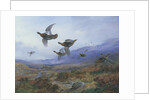 Grouse Taking Flight by Archibald Thorburn
