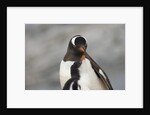 Gentoo Penguins by Anonymous