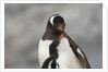 Gentoo Penguins by Anonymous