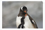 Gentoo Penguins by Anonymous