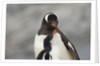 Gentoo Penguins by Anonymous