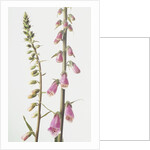 Lady's Glove by Anonymous