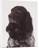 German Spaniel by Anonymous