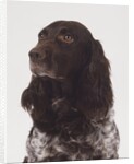 German Spaniel by Anonymous