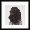 German Spaniel by Anonymous