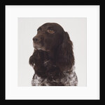 German Spaniel by Anonymous
