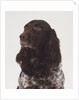 German Spaniel by Anonymous