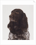 German Spaniel by Anonymous