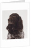 German Spaniel by Anonymous