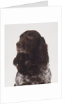 German Spaniel by Anonymous