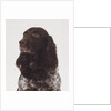 German Spaniel by Anonymous