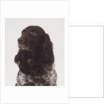 German Spaniel by Anonymous