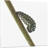 Caterpillar on Twig by Anonymous