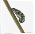 Caterpillar on Twig by Anonymous