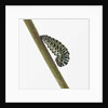Caterpillar on Twig by Anonymous