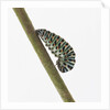 Caterpillar on Twig by Anonymous