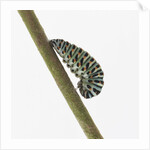 Caterpillar on Twig by Anonymous
