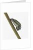 Caterpillar on Twig by Anonymous