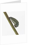 Caterpillar on Twig by Anonymous
