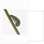 Caterpillar on Twig by Anonymous