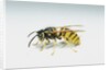 Wasp by Anonymous