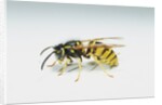 Wasp by Anonymous