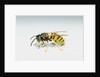 Wasp by Anonymous