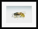 Wasp by Anonymous