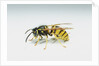 Wasp by Anonymous