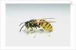 Wasp by Anonymous