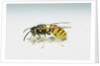 Wasp by Anonymous