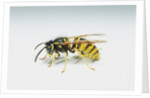 Wasp by Anonymous