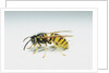 Wasp by Anonymous