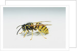 Wasp by Anonymous