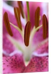 Close view of a pink Stargazer lily by Anonymous