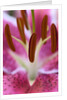 Close view of a pink Stargazer lily by Anonymous
