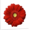 Red Gerbera Daisy by Anonymous