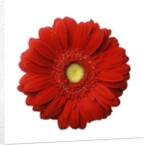 Red Gerbera Daisy by Anonymous