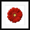 Red Gerbera Daisy by Anonymous