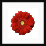 Red Gerbera Daisy by Anonymous